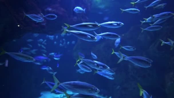 Μπλε Ενυδρείο Πολλά Μικρά Ψάρια Κολυμπούν Ανάμεσα Στα Βράχια Προς — Αρχείο Βίντεο