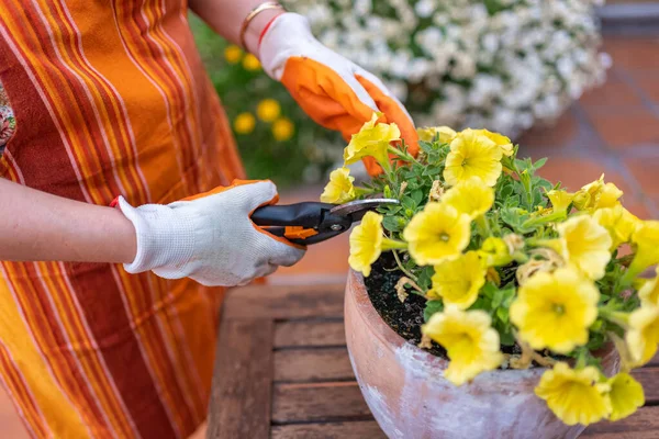 Woman cutting flowers with a gardening scissors outside her house