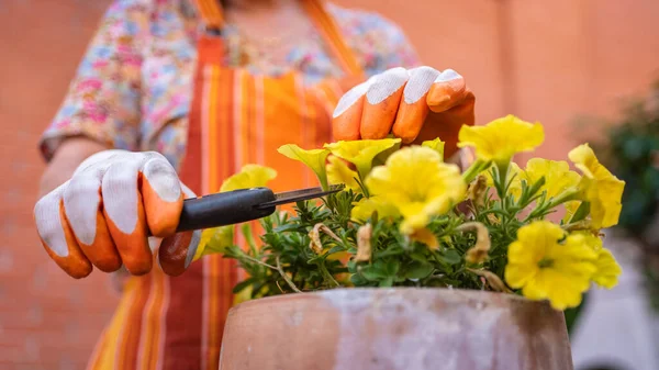 Mujeres Manos Cortando Flores Amarillas Una Maceta Jardín Fuera Casa — Foto de Stock