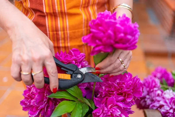 Mujer Cortando Peonías Flores Color Intenso Jardín Para Poner Jarrón — Foto de Stock