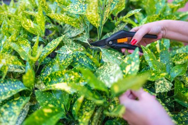 Kadının elleri, evinin bahçesindeki kuru yaprakları budama makası ile kesiyor.