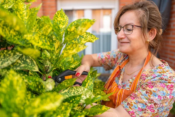 Mujer Madura Cortando Hojas Una Gran Planta Rodamiento Exuberante Jardín — Foto de Stock