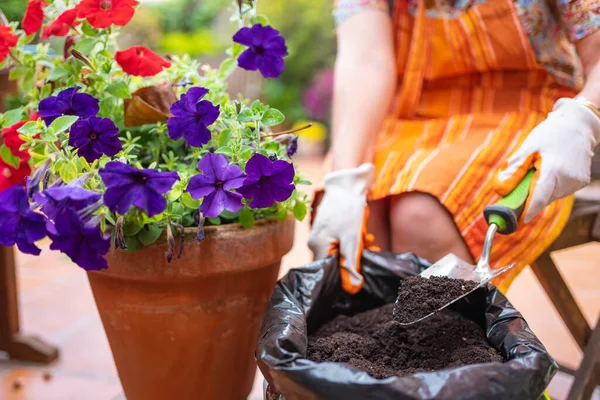 Mujeres Manos Poniendo Tierra Compost Una Olla Con Flores Jardín — Foto de Stock