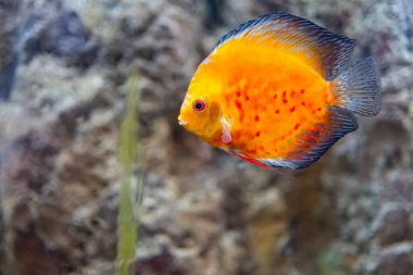 Küçük renkli tropikal balıklar akvaryumun içinde sessizce yüzüyorlar.