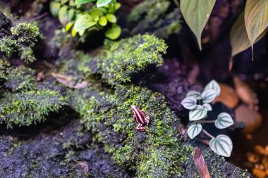 Parlak renkli kurbağa yaşadığı ormanın yüzeyinde zehirlidir.