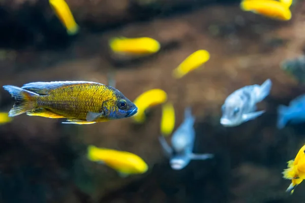 Δύο Ενυδρεία Γλυκού Νερού Ψάρια Κίτρινο Και Κόκκινο Μαύρο Τέτρα — Φωτογραφία Αρχείου