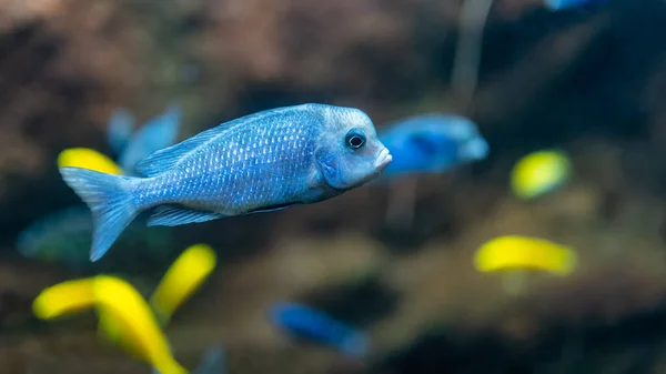 Маленька Блакитна Тропічна Риба Іншими Яскраво Кольоровими Рибами — стокове фото
