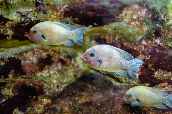 Τρία Τροπικά Ψάρια Κολυμπούν Μαζί Προς Την Ίδια Κατεύθυνση Ένα — Φωτογραφία Αρχείου