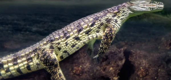 Hatalmas Víz Alatti Krokodil Nyugszik Csendben Fejét Víz Felett Tükröződik — Stock Fotó