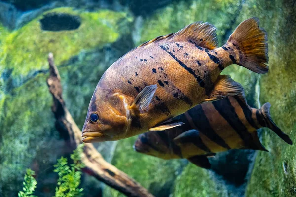 Små Färgglada Tropiska Fiskar Simmar Tyst Genom Akvariet Där Den — Stockfoto