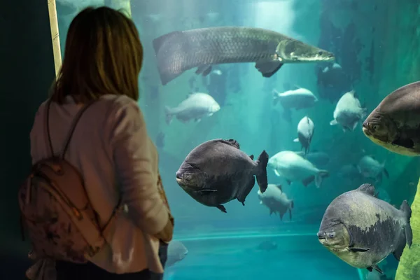 Kvinna Ryggen Tittar Den Stora Fisken Simmar Den Enorma Konstgjorda — Stockfoto