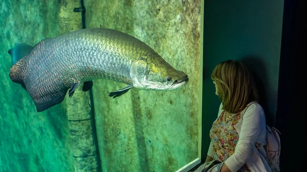 Enorma Havskatt Silurus Akvarium Tittar Turist Kvinna Som Tittar Honom — Stockfoto