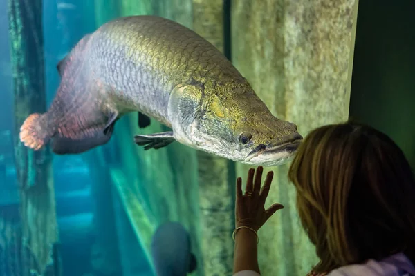 Enorma Havskatt Silurus Akvarium Tittar Turist Kvinna Som Lägger Sin — Stockfoto