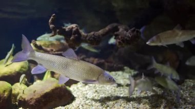 Aşağıda sakince yüzen çeşitli balık türlerinin olduğu büyük bir akvaryum.