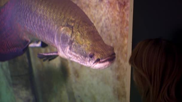 Grote Silirusvissen Een Aquarium Staren Naar Een Toeristische Vrouw Die — Stockvideo