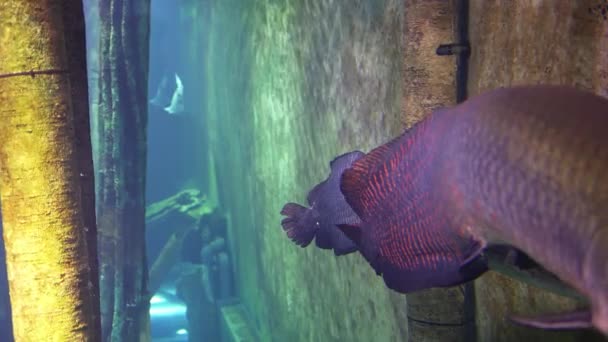 スペインのサラゴサの観光都市の大きな水族館で大規模なシルルス魚 — ストック動画