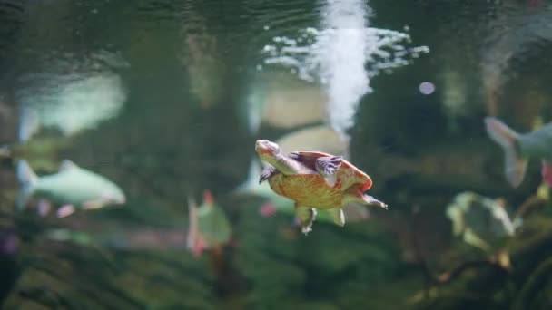 Petite Tortue Nageant Joyeusement Dans Aquarium Rempli Poissons Tropicaux — Video