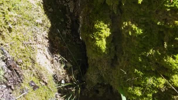 水滴在山上的岩石上 女人用手抚摩石头的苔藓 — 图库视频影像