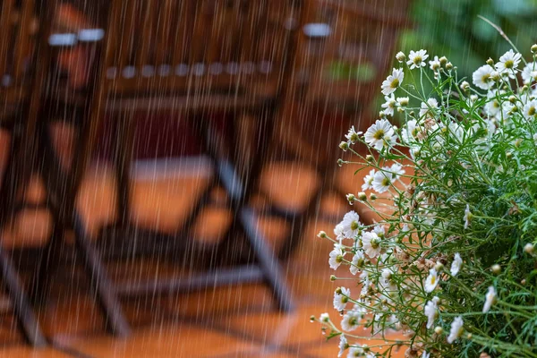 Regndroppar Faller Trädgården Med Blommor Prästkragar Våta Regnvatten — Stockfoto
