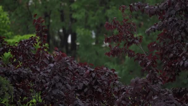 Дождь Который Сильно Падает Листья Деревьев Городе Выстрелил Зум — стоковое видео