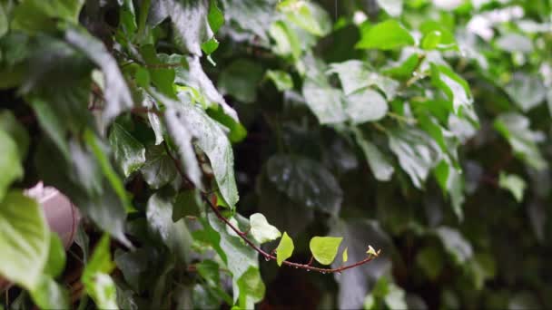 Gotas Lluvia Cayendo Sobre Hojas Hiedra Los Jardines Ciudad — Vídeo de stock