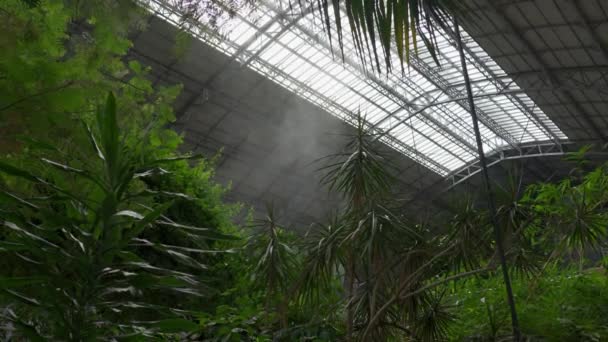 Jardín Tropical Con Difusores Agua Medio Ambiente Para Mantener Una — Vídeos de Stock
