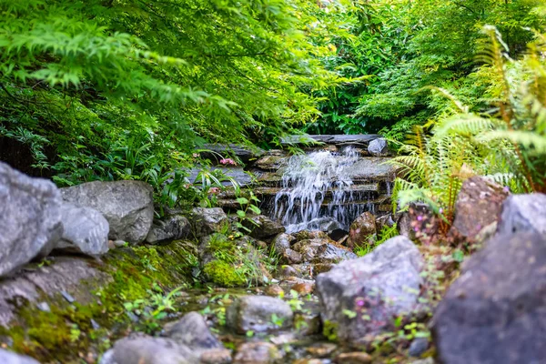 Japon Tarzı Bahçedeki Yeşil Bitkiler Taşların Üzerine Dökülen Akarsu — Stok fotoğraf