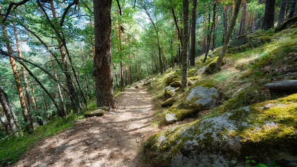 Ścieżka Piesza Zaczarowanym Lesie Sierra Guadarrama Madrycie — Zdjęcie stockowe