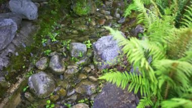 Zen tarzında bir Japon bahçesinde taşların arasına dökülen saf ve taze su akıntısı.