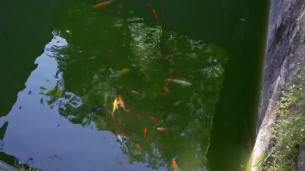 Banyak Ikan Mas Berenang Tiang Yang Dikelilingi Tembok Batu Kastil — Stok Video