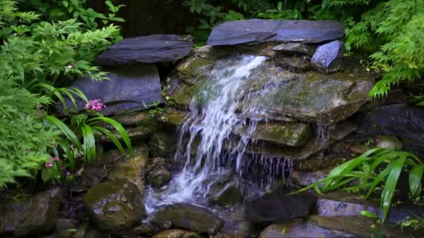 Jardim Japonês Com Plantas Verdes Samambaias Riacho Água Que Cai — Vídeo de Stock