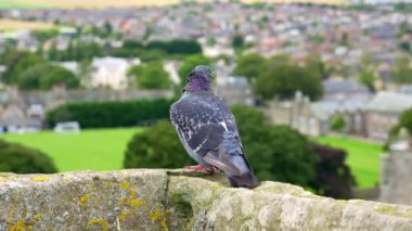 İskoçya 'nın ortaçağ şehri St Andrews' da bir anıtın tepesine atladım.