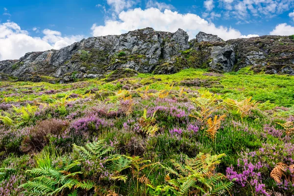 Terrain Montagneux Avec Des Roches Des Fougères Des Fleurs Sauvages — Photo