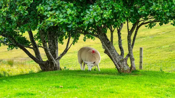 Sheep Grazes Quietly Green Field Isle Skye Scotland — Stock Photo, Image