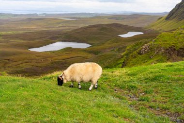 İskoçya 'nın tipik koyunları Quiraing' in yeşil çayırlarında sessizce otluyor Skye.
