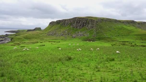 Schapen Van Het Schotse Ras Grazen Rustig Het Open Platteland — Stockvideo