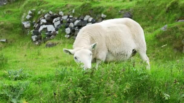 苏格兰在高地斯凯岛的绿色草地上放羊 — 图库视频影像