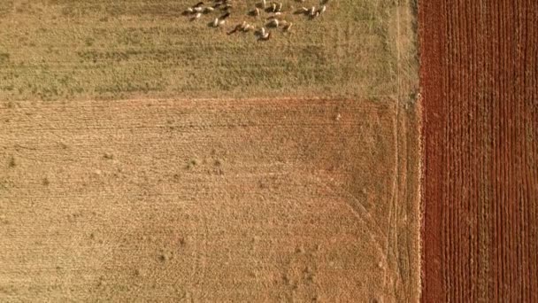 Σμήνη Προβάτων Βόσκησης Στους Αγρούς Της Καστίλης Μια Άποψη Drone — Αρχείο Βίντεο