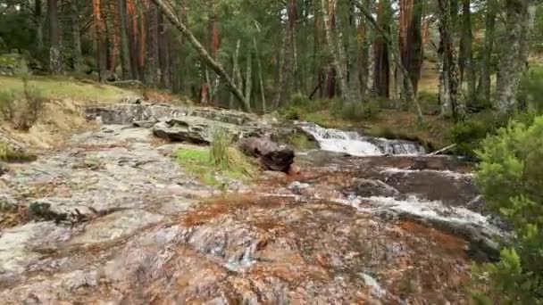 Потік Який Проходить Через Скелі Між Деревами Лісу Гуадаррама Мадрид — стокове відео