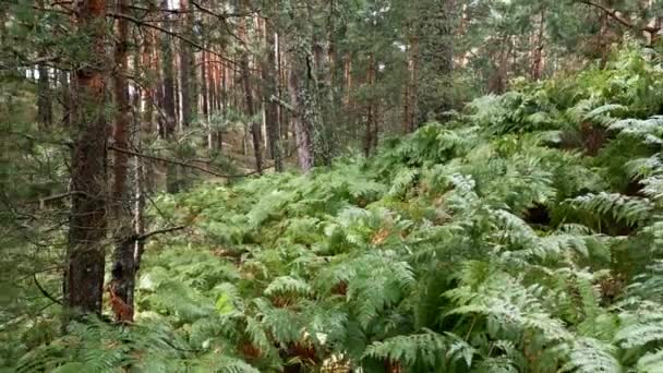 Gizemli Bir Çevrede Eğreltiotu Diğer Bitki Örtüsü Olan Orman Sierra — Stok video