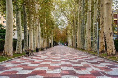Vitoria, İspanya 'daki kaldırım taşlarının her iki tarafında da kocaman ağaçlar olan halka açık bir parkın bulvarı.