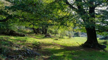 Dev ağaçları ve yaprakları yola dökülen büyük dalları olan kayın ormanları, Alava, İspanya