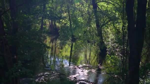 Klidná Řeka Která Klikatí Mezi Stromy Kterých Padají Podzimní Listí — Stock video