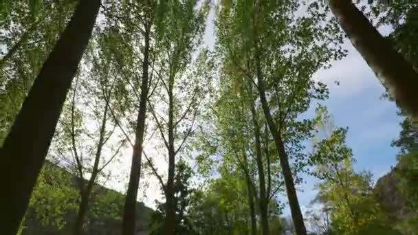 Αεροφωτογραφία Των Ψηλών Δασικών Δέντρων Που Πνέουν Από Τον Άνεμο — Αρχείο Βίντεο