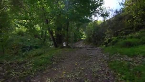 Camino Junto Río Tranquilo Bosque Cerrado Mientras Las Hojas Caen — Vídeos de Stock