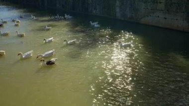 Madrid 'in Aranjuez tatil köyünden geçerken Tagus Nehri' nde yüzen sakin ördekler.
