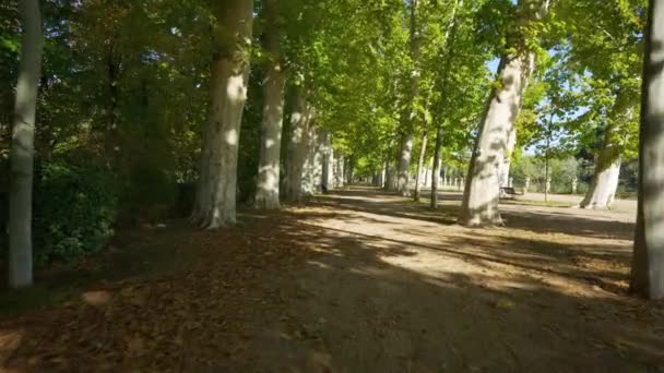 Εντυπωσιακά Δέντρα Πολλών Ετών Στους Βασιλικούς Κήπους Του Aranjuez Μαδρίτη — Αρχείο Βίντεο