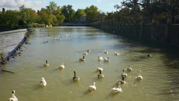 Nyugtató Kacsák Úszkálnak Tagus Folyóban Ahogy Áthalad Aranjuez Üdülővároson Madridban — Stock videók