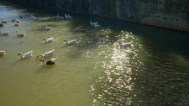 Γαλήνιες Πάπιες Που Κολυμπούν Στον Ποταμό Τάγο Καθώς Περνά Μέσα — Αρχείο Βίντεο