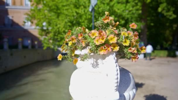 スペイン マドリードのアランジュの王宮の隣に花の鍋 — ストック動画